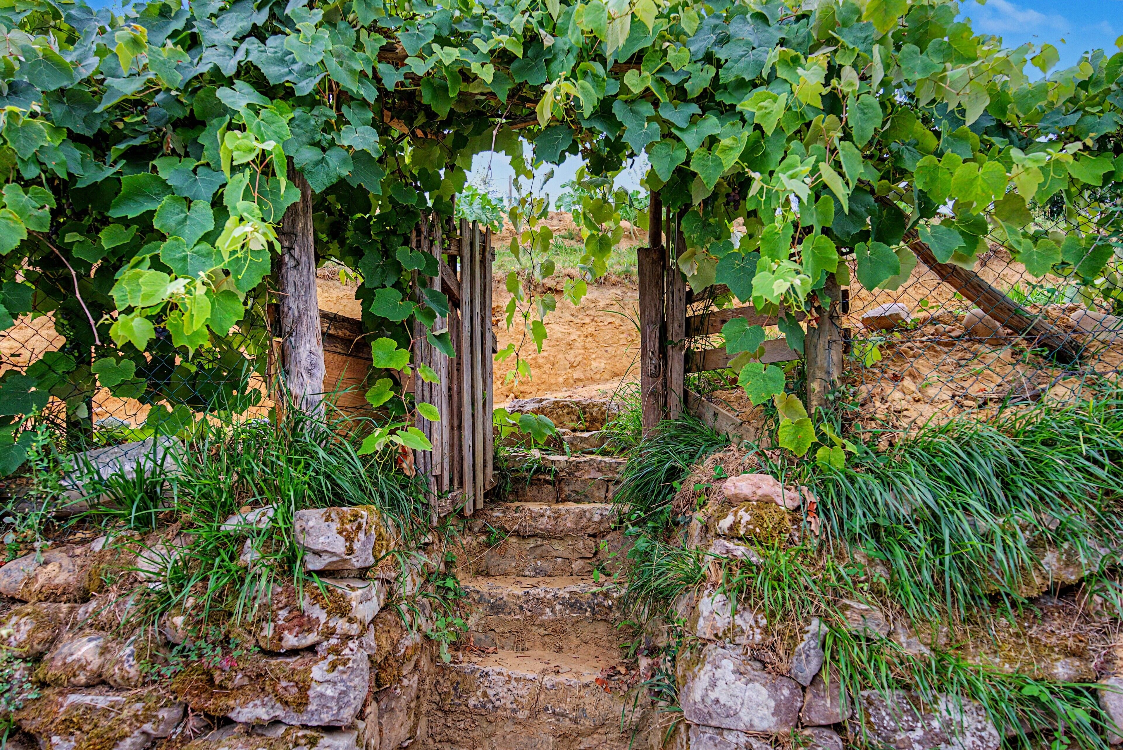 A stone pathway leading through a vineyard with wooden trellis structures.