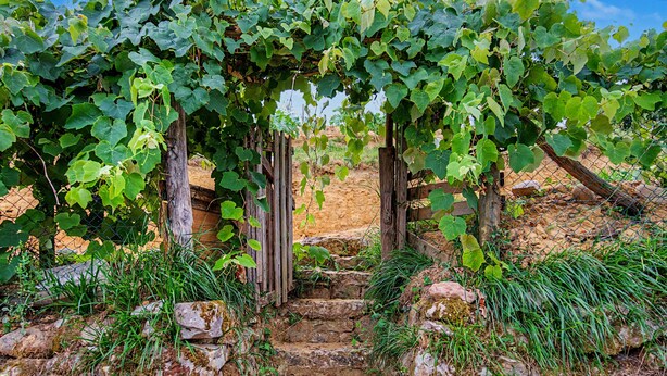 Ein Steinweg führt durch einen Weinberg mit Holzbauwerken.