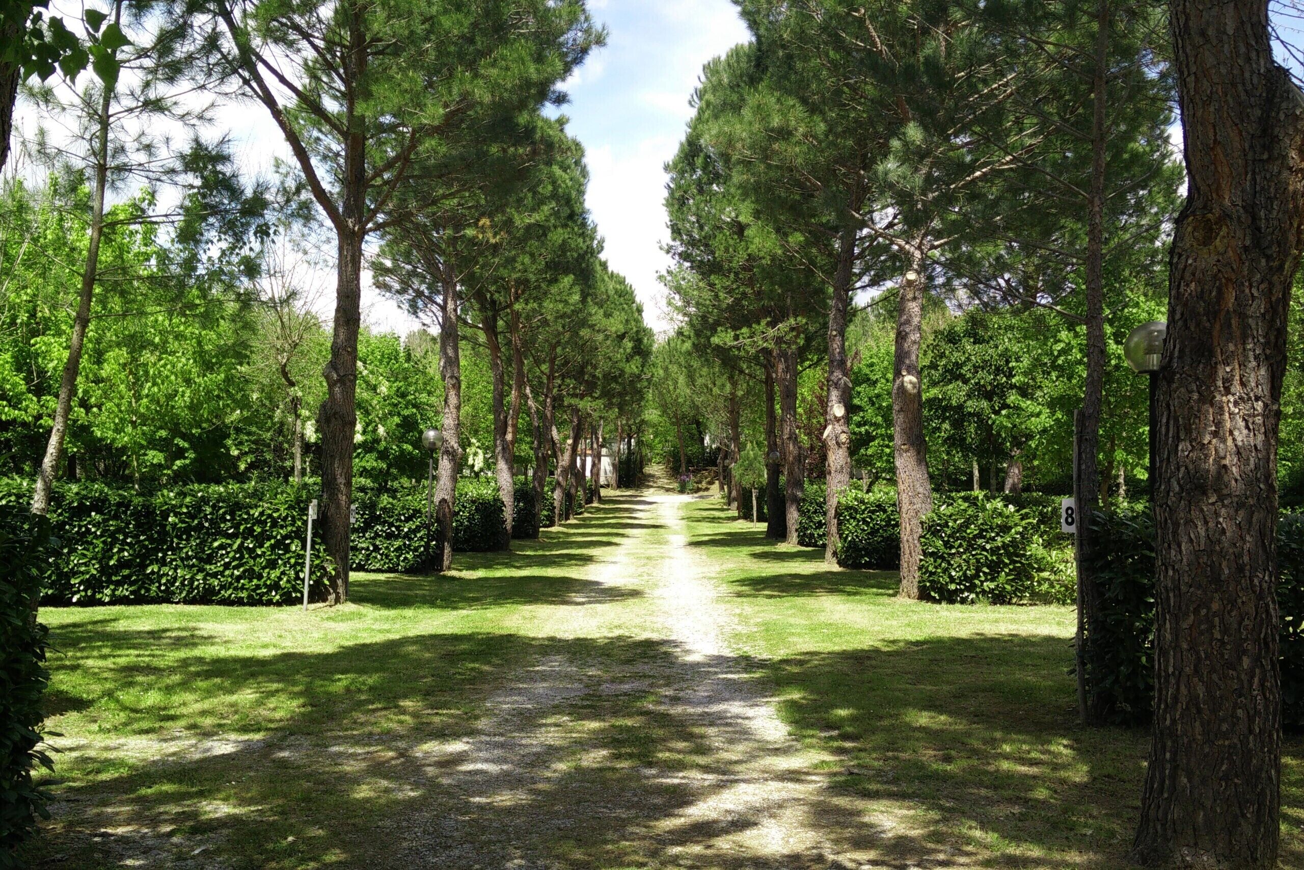 Een pad omzoomd door hoge bomen en een verzorgd gazon, dat naar een punt in de verte leidt.