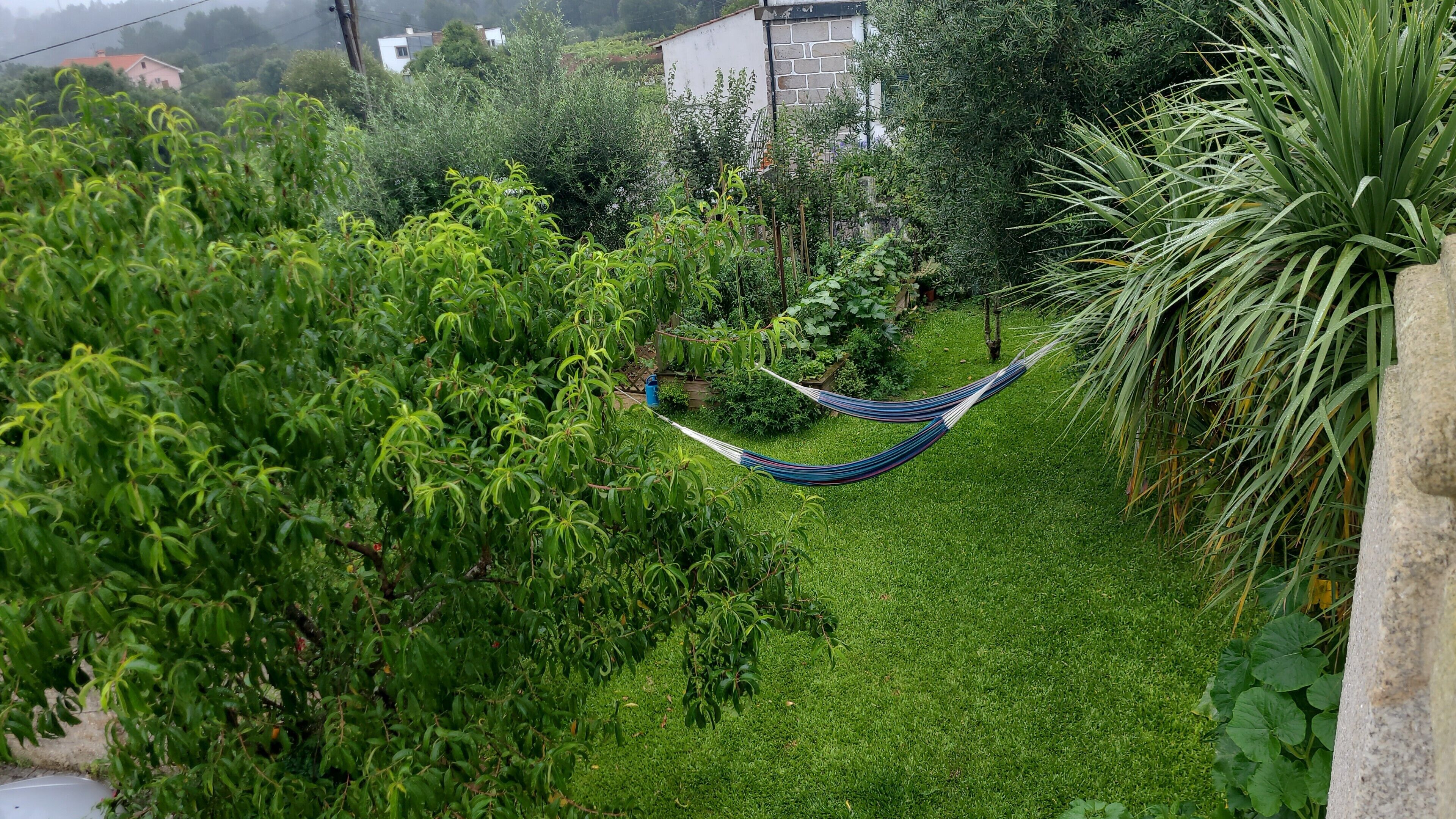 Un hamac dans un jardin luxuriant, avec un feuillage dense, et un bâtiment en arrière-plan.