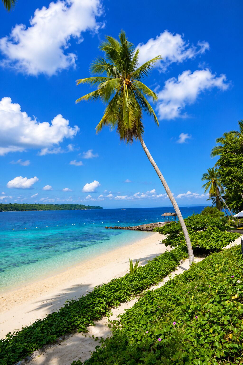 Une plage avec un palmier, une eau d’un bleu limpide et une côte qui s’étend au loin.