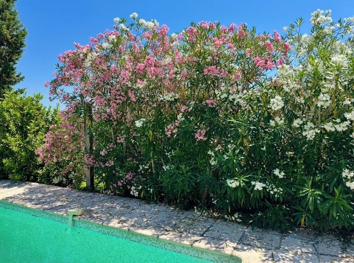 A swimming pool adjacent to a garden with flowering plants.