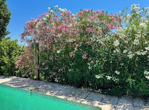 Ein Garten mit blühenden Pflanzen neben einem Schwimmbecken.