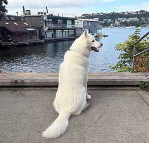 Ein weißer Hund sitzt auf einer Betonfläche und blickt auf ein Gewässer, im Hintergrund sind Gebäude zu sehen.