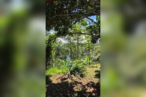 Une zone boisée avec un sentier de terre, des arbres et un sous-bois.