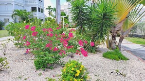 Ein Garten mit rosa Bougainvillea, Palmen und einem weißen Gebäude mit Balkonen.