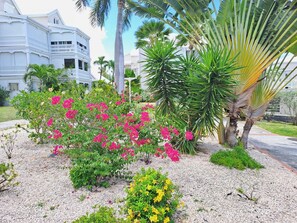 Ein Garten mit rosa Bougainvillea, Palmen und einem weißen Gebäude mit Balkonen.