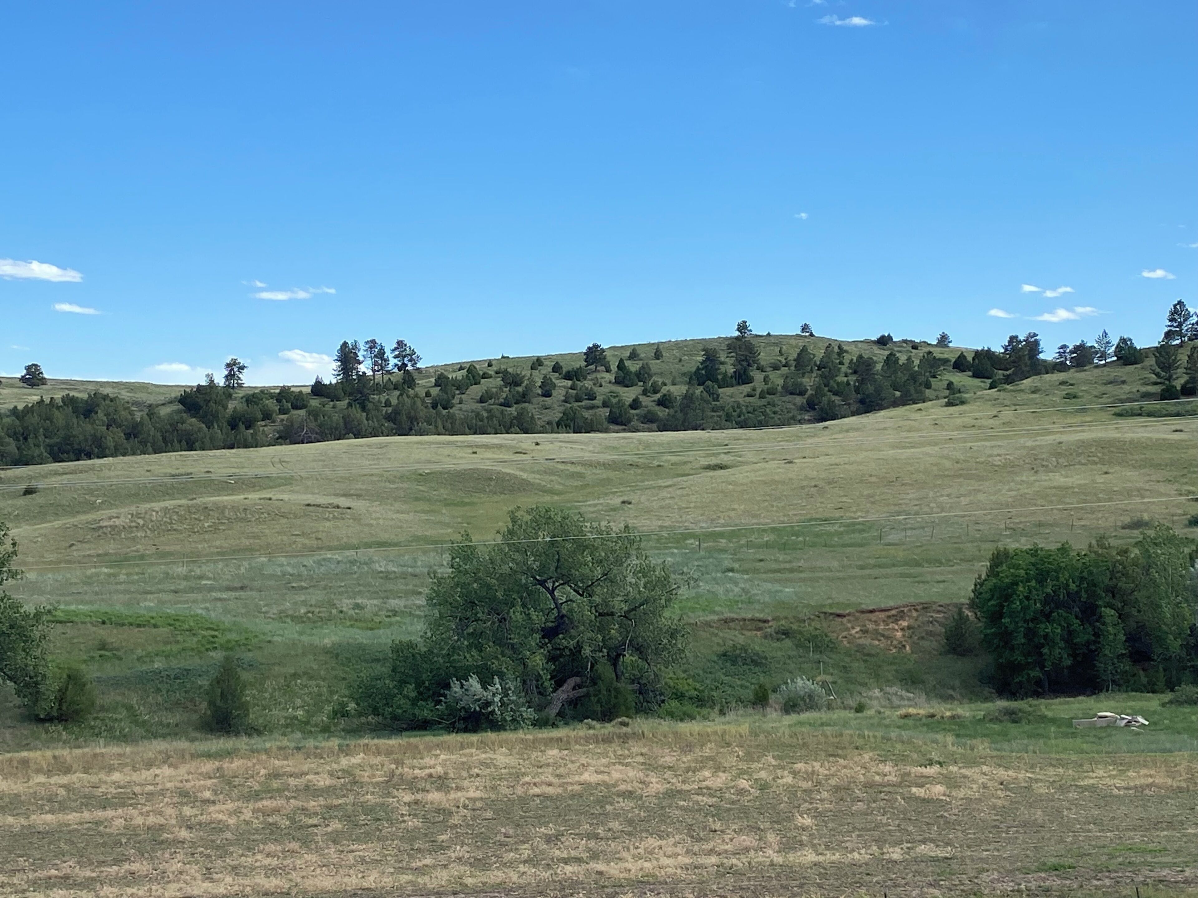Un prato erboso con una recinzione e alberi sullo sfondo.