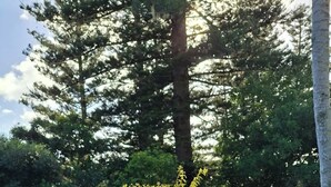A round table with a book titled 'Norfolk Island' and a bag labeled 'Margaret Christian' in a natural setting with trees and a bush. - Mera Norfolk Island (Norfolk Island)