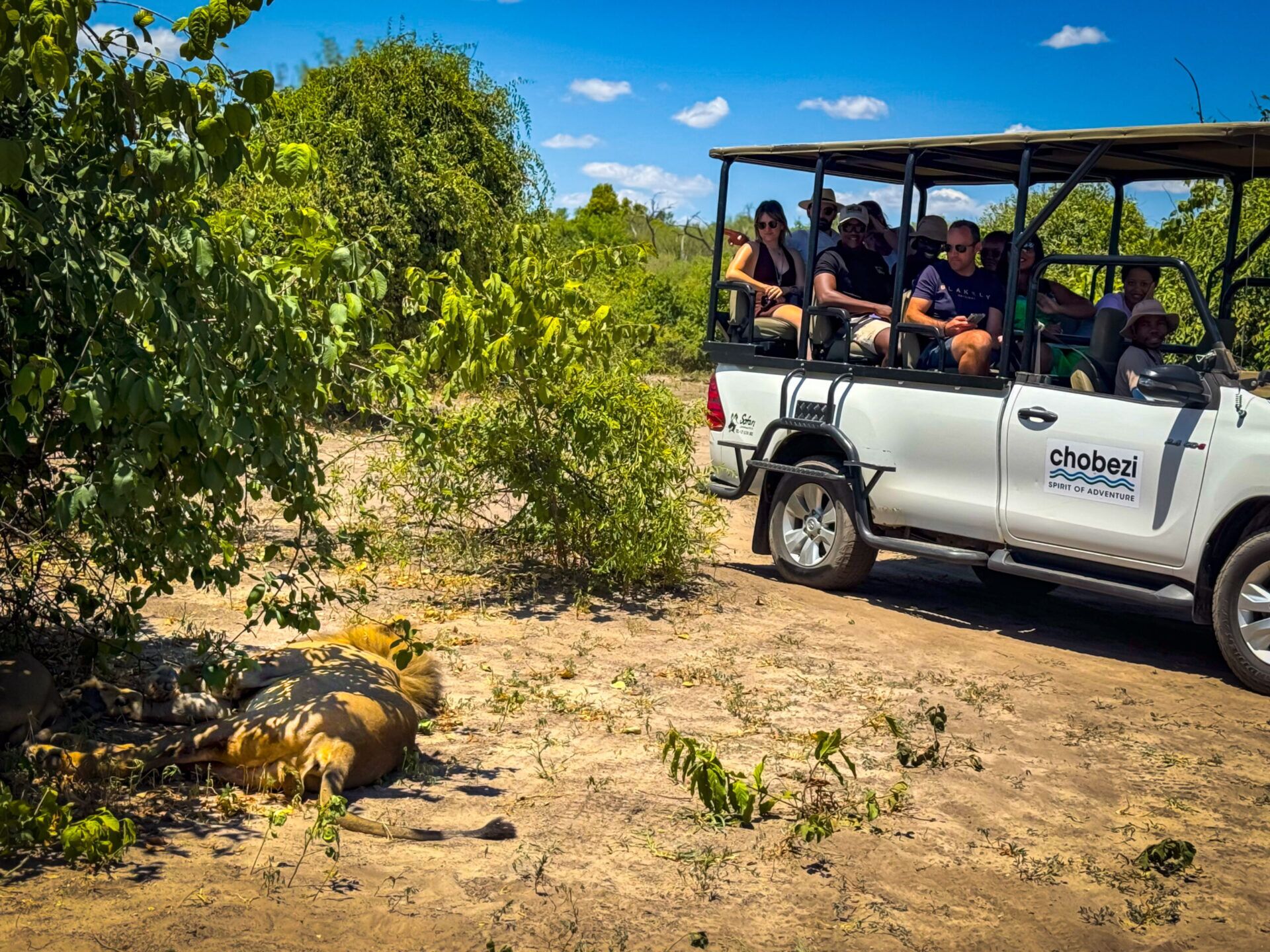 Un vehículo safari con pasajeros, un león acostado en el suelo y vegetación densa al fondo.