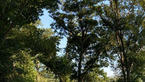 Een verzorgd gazon met bomen en een waterpartij op de achtergrond.