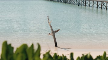 A beach with a wooden pier extending into the water, a single tree on the shore, and lush green foliage in the foreground.