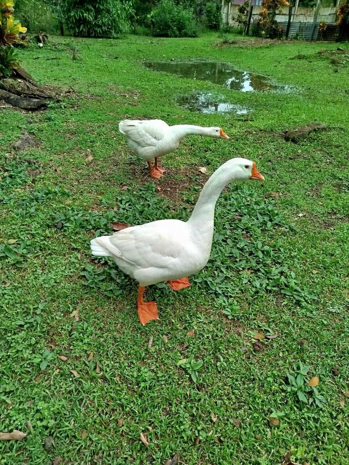 Duas gansos numa área gramada com uma pequena lagoa ao fundo.