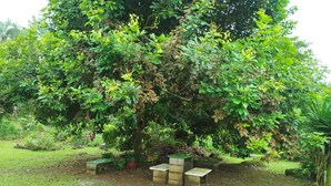Een tuin met een grote boom, een bank en een kleine tafel.