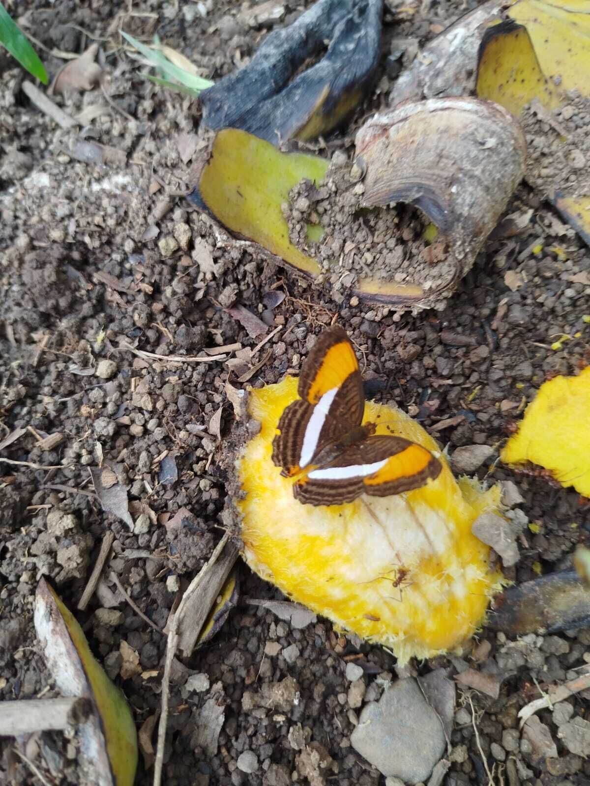 A butterfly on a yellow leaf with soil and small rocks around.