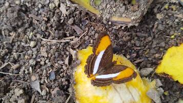 A butterfly on a yellow leaf with soil and small rocks around.