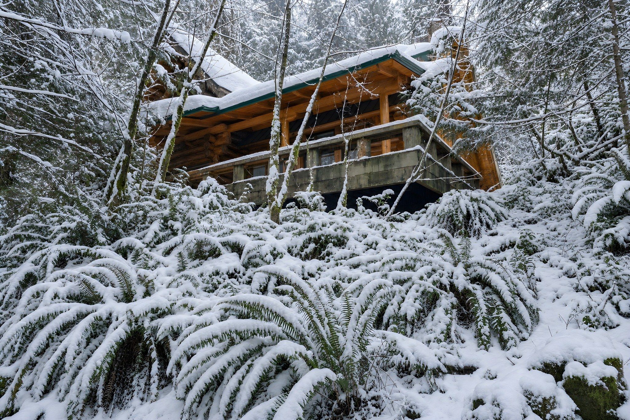 Una cabaña de troncos rodeada de helechos y árboles cubiertos de nieve.