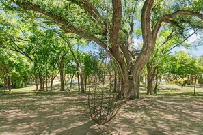 A tree with a swing hanging from its branches in a park.