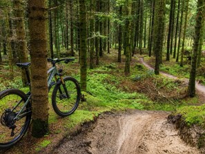 Ein Wald mit einem Feldweg und einem Mountainbike, das an einem Baum angelehnt ist.