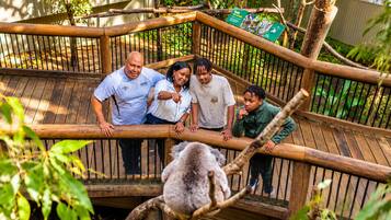 A group of people on a wooden deck with a koala in the foreground.