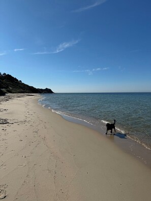 A beach with a dog walking along the shore. - Forest retreat near beach and Rønne (Rønne)