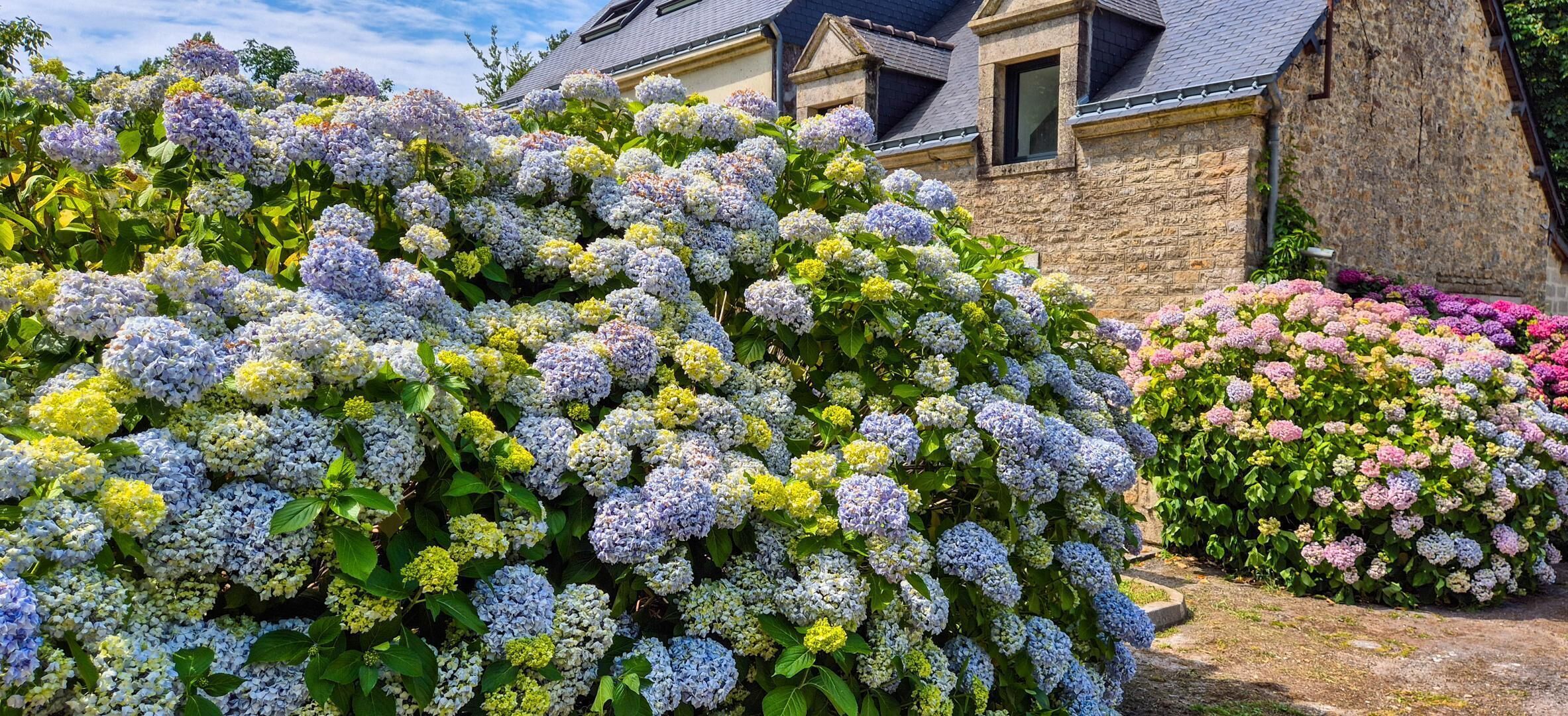 Un edificio de piedra con un jardín lleno de flores de hortensia.