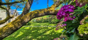 Ein Baum mit moosbewachsenen Ästen, der über eine gepflegte Rasenfläche mit verschiedenen blühenden Pflanzen bogenförmig gebogen ist.