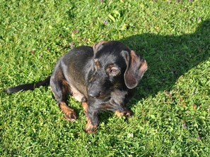 Ein kleiner Hund auf einer Wiese.