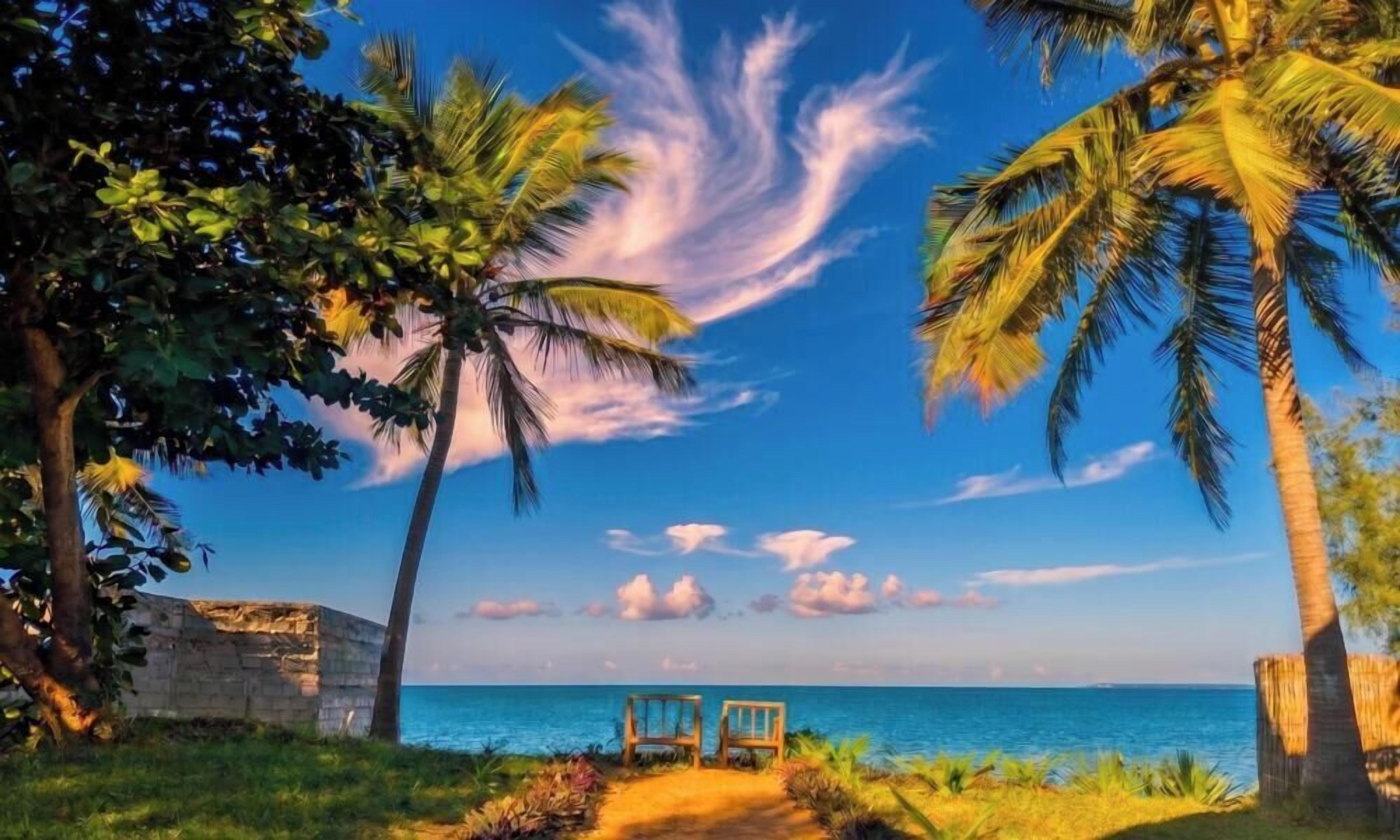 Ein Weg, der zu einem Strand mit Palmen und blauem Himmel führt.