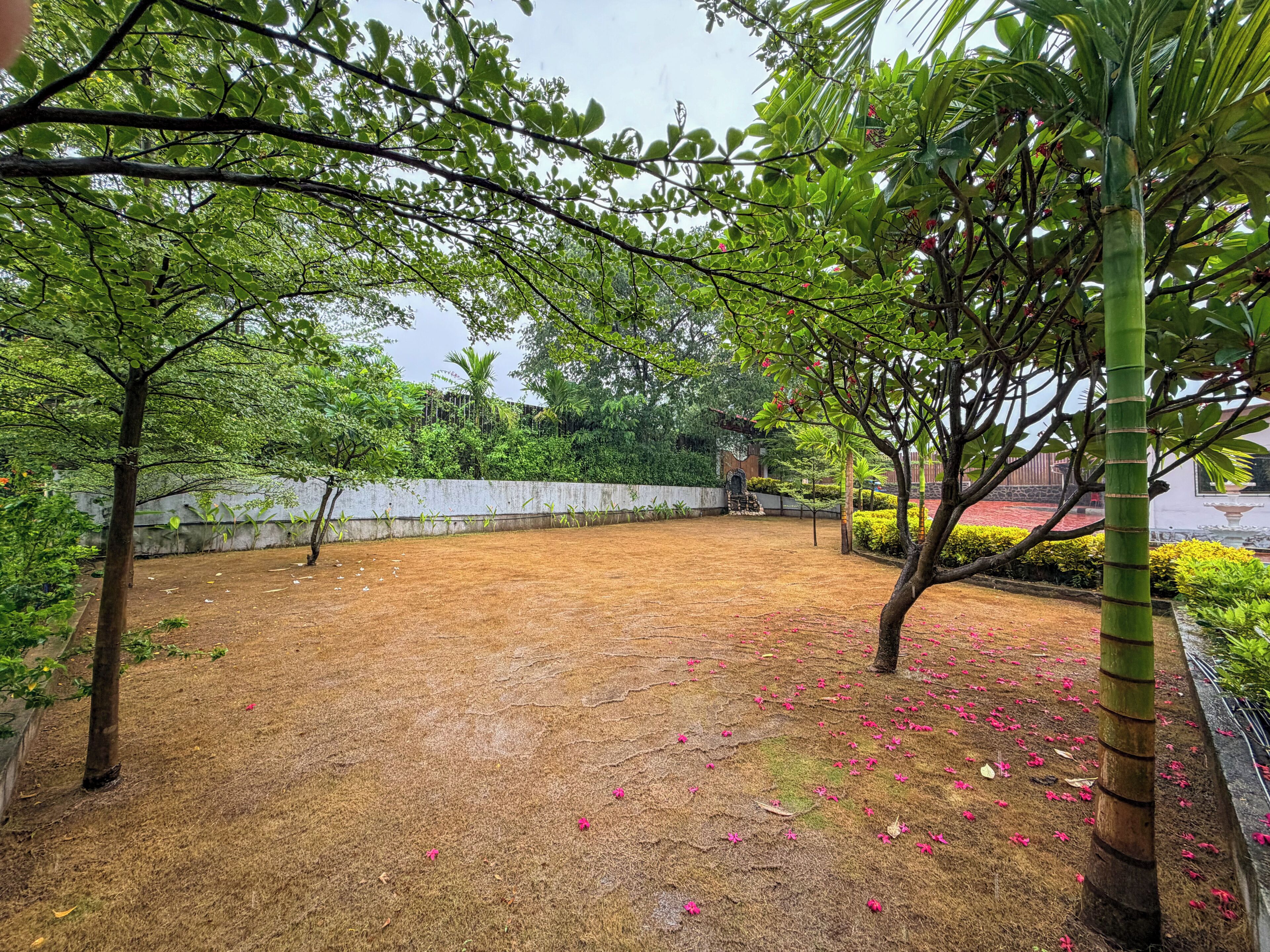 Un patio con suelo seco y color tierra, rodeado de árboles verdes frondosos y un muro blanco al fondo.