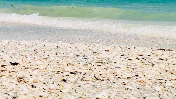 Ein Strand mit blauem Himmel und ruhigem Meer.