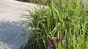 Ein Garten mit Gras und lila Blumen, einem Betonweg und einer Hecke im Hintergrund.