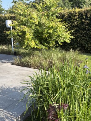 Ein Garten mit Gras und lila Blumen, einem Betonweg und einer Hecke im Hintergrund.