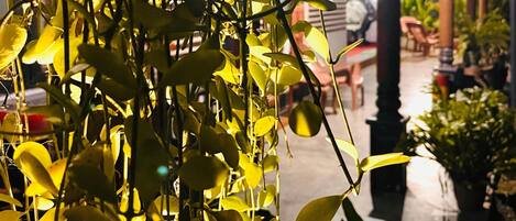 A plant with yellow leaves in a well-lit indoor area.