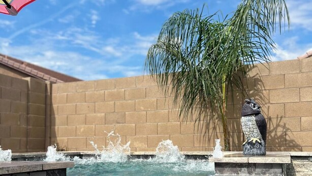A swimming pool with a tiled edge, a palm tree, and a decorative bird statue. - Beautiful desert rancher with heated pool and spa, surrounded with palm trees (Maricopa)