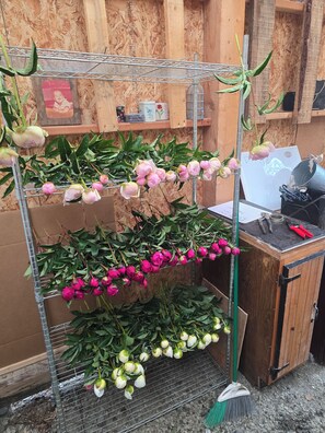 Ein Metallregal mit verschiedenen Pflanzen und Blumen, eine Holzschrank und einige Werkzeuge.