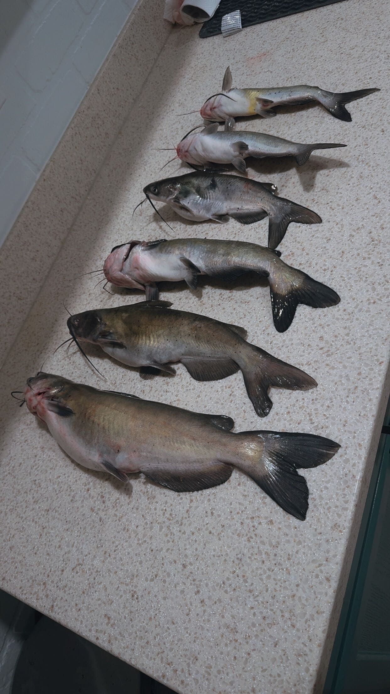 Un plan de travail sur lequel sont disposés plusieurs poissons.
