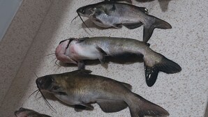 En bordplade med flere fisk udlagt.