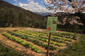 A vegetable garden with rows of crops, a signpost, and a backdrop of trees and mountains. - A sustainable and eco-friendly stone house near the Cinque Terre. (Villecchia)