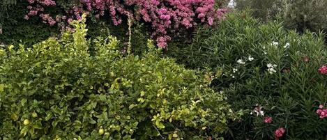 Un jardín con diversas plantas y un muro de piedra.