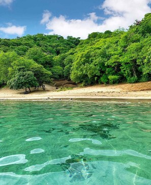 Una playa con agua cristalina, árboles y una orilla arenosa.