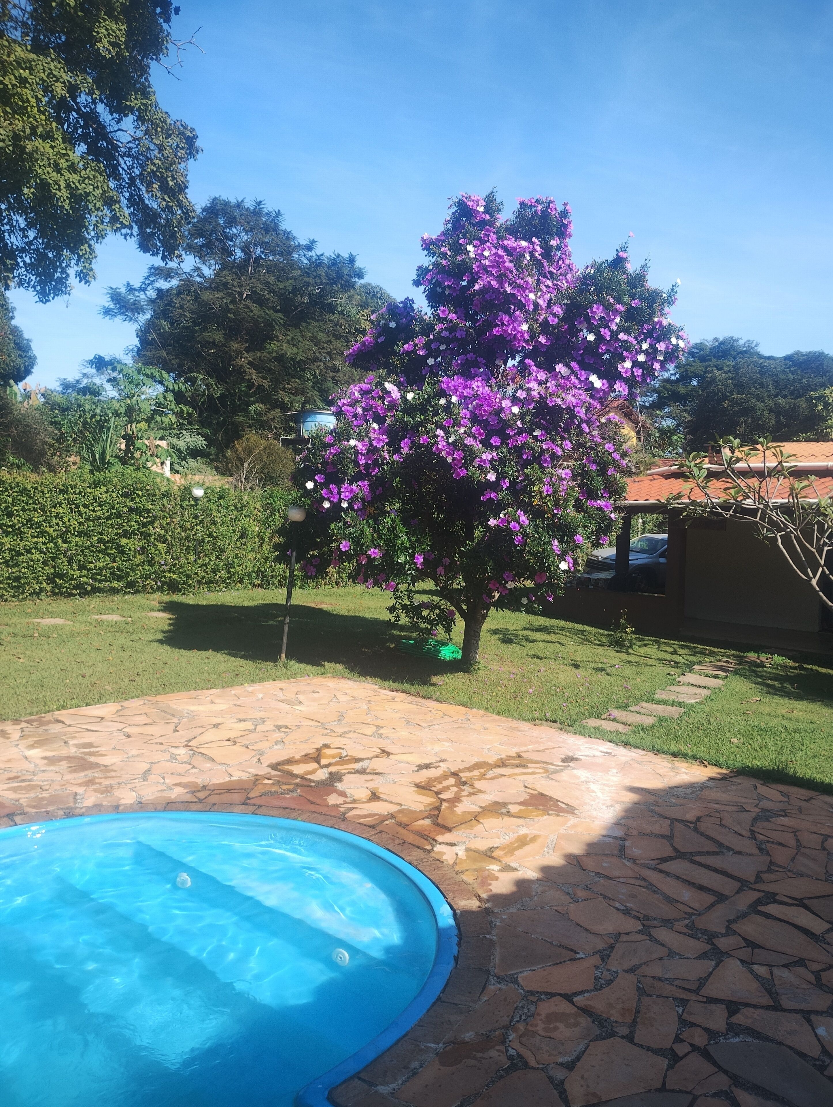 A backyard with a swimming pool, a tree with purple flowers, and a house with a tiled roof.