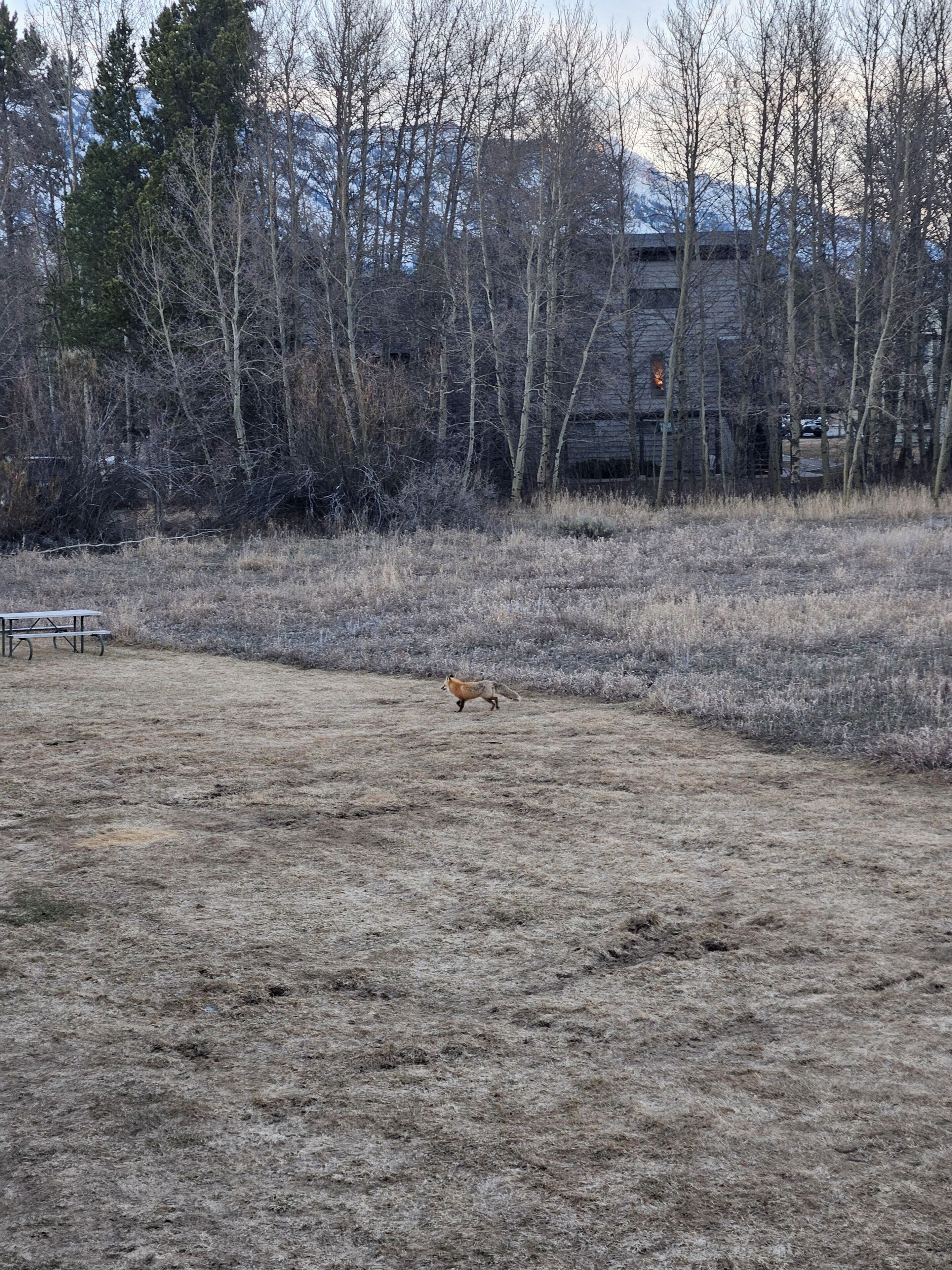 Een natuurlandschap met een bank en een vos op de voorgrond.