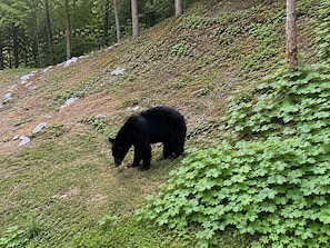 Um urso em um ambiente natural, com uma encosta gramada e árvores.