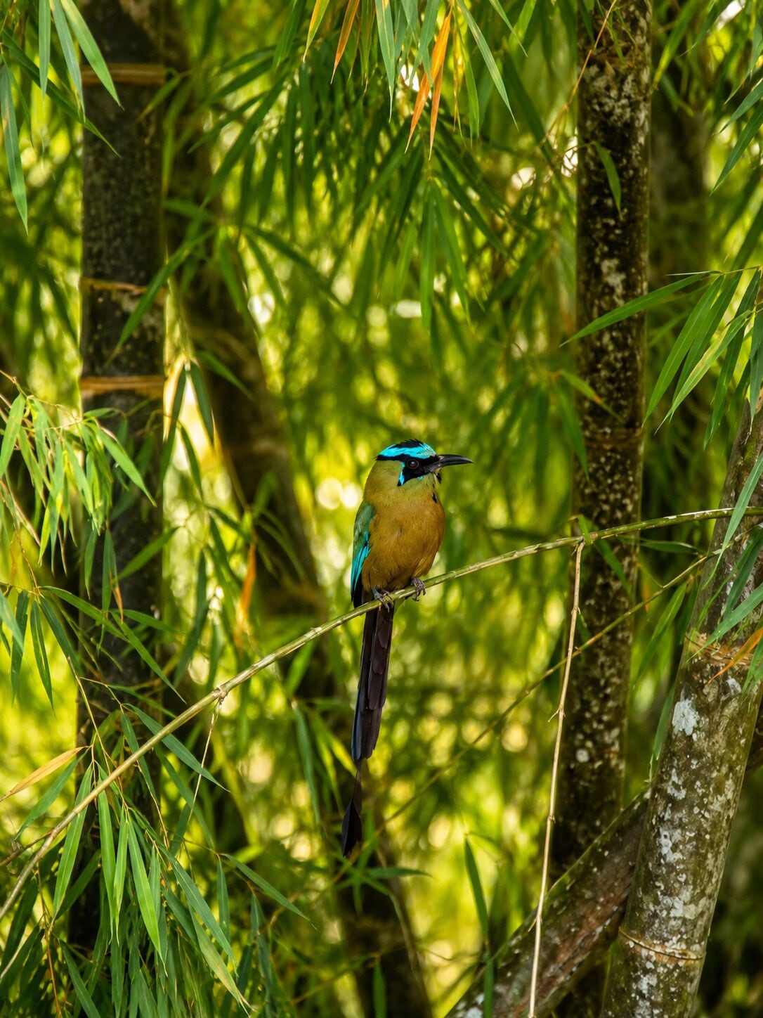 Een vogel zit op een tak, omringd door weelderige groene bladeren.