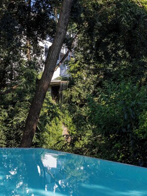 A pool surrounded by dense foliage with a building in the background.
