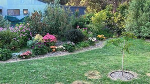 A garden with various plants and flowers, a lawn, and a small tree.