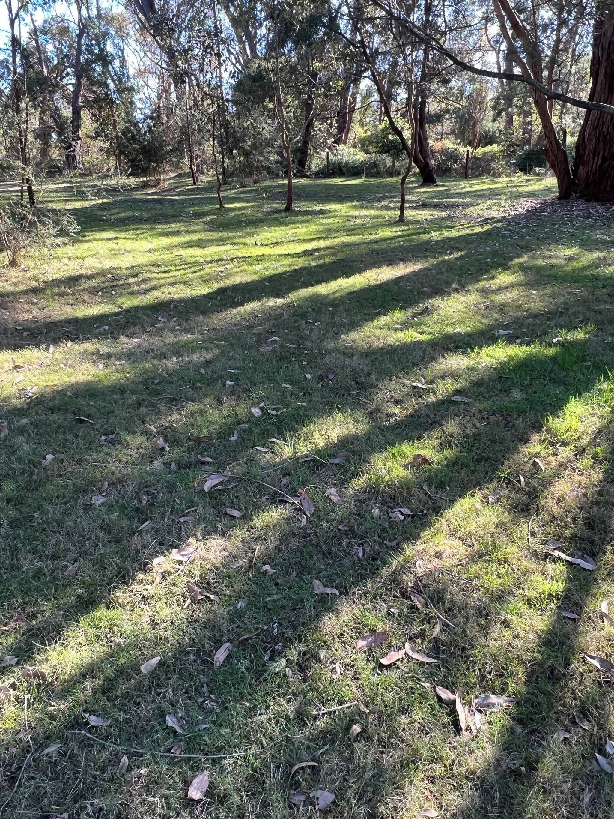 Eine parkähnliche Grünfläche mit Bäumen und Schatten.