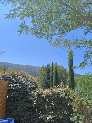 A garden with a variety of trees and a wooden structure.