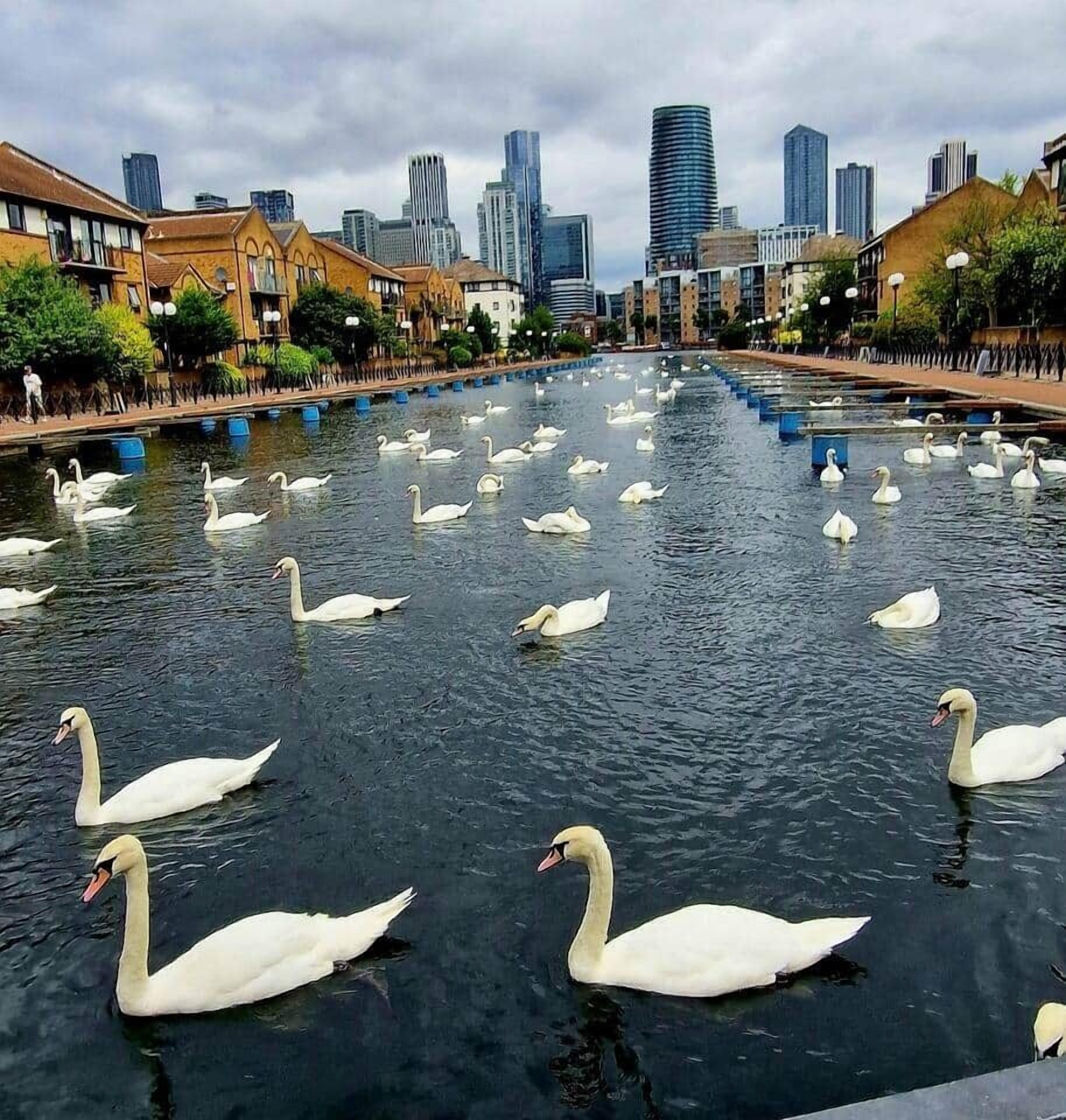 A canal with swans and a cityscape in the background.